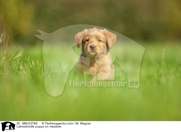 Labradoodle Welpe auf Wiese / Labradoodle puppy on meadow / MW-23799