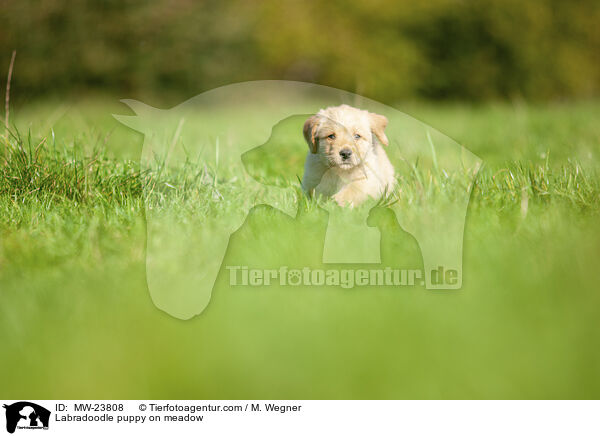 Labradoodle puppy on meadow / MW-23808