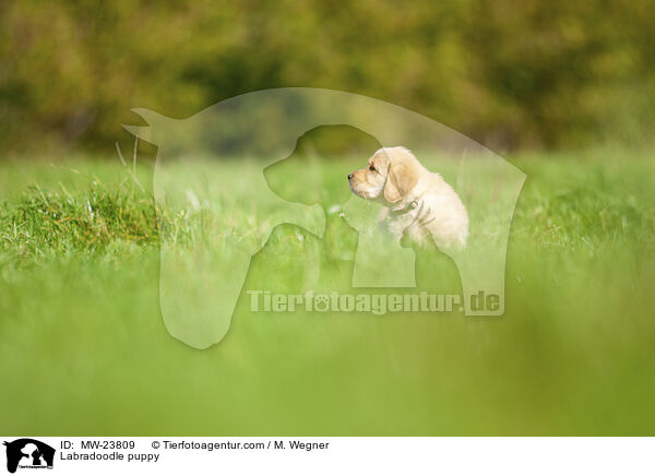 Labradoodle puppy / MW-23809