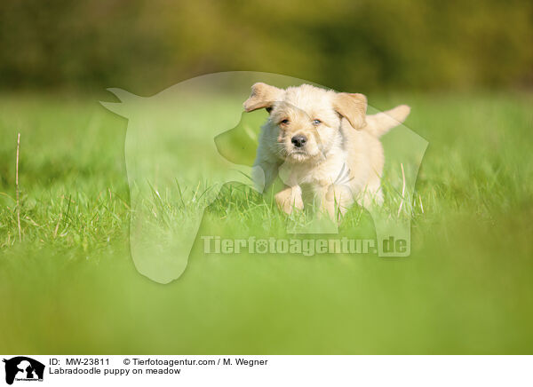 Labradoodle Welpe auf Wiese / Labradoodle puppy on meadow / MW-23811