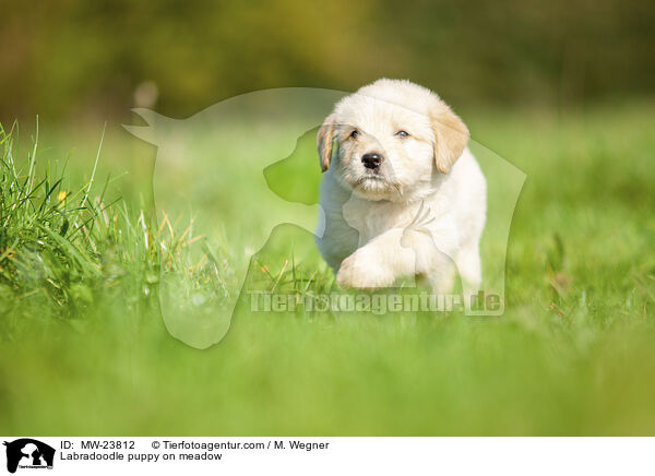 Labradoodle puppy on meadow / MW-23812