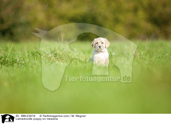 Labradoodle puppy on meadow / MW-23816