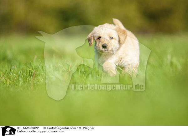 Labradoodle puppy on meadow / MW-23822