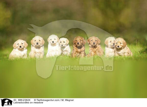 Labradoodles auf Wiese / Labradoodles on meadow / MW-23824