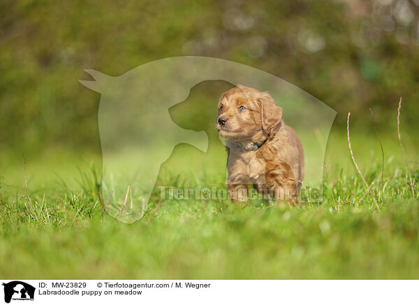 Labradoodle puppy on meadow / MW-23829