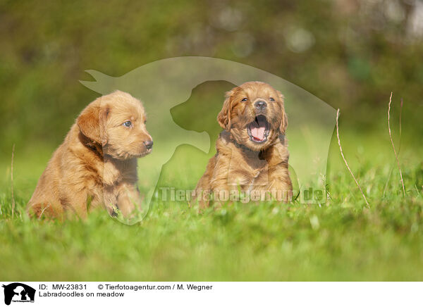Labradoodles on meadow / MW-23831