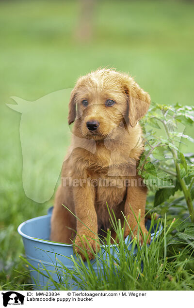 Labradoodle puppy in bucket / MW-23834