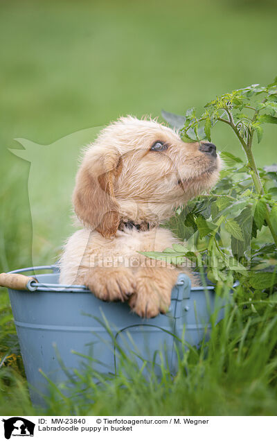 Labradoodle puppy in bucket / MW-23840