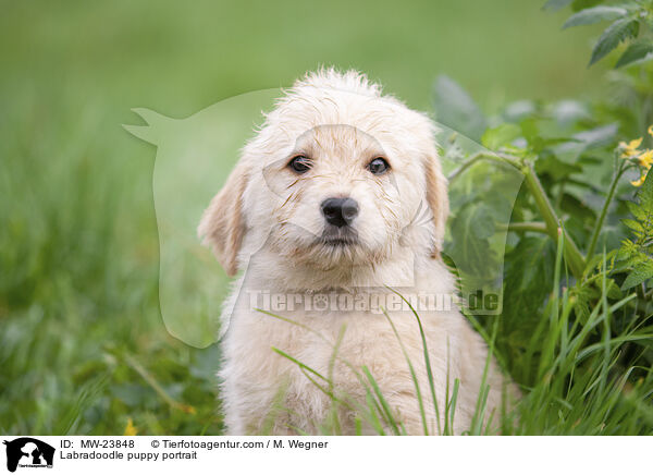 Labradoodle puppy portrait / MW-23848