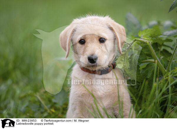 Labradoodle puppy portrait / MW-23853