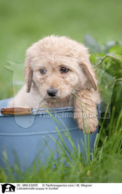 Labradoodle puppy in bucket / MW-23855