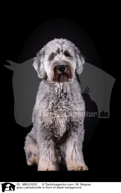 grey Labradoodle in front of black background / MW-23932