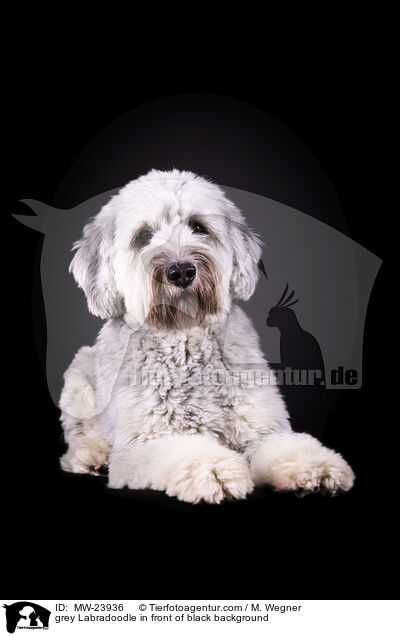 grey Labradoodle in front of black background / MW-23936