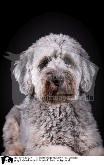 grey Labradoodle in front of black background / MW-23937
