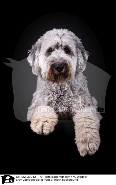 grey Labradoodle in front of black background / MW-23942