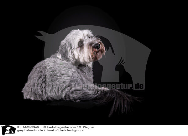 grey Labradoodle in front of black background / MW-23946