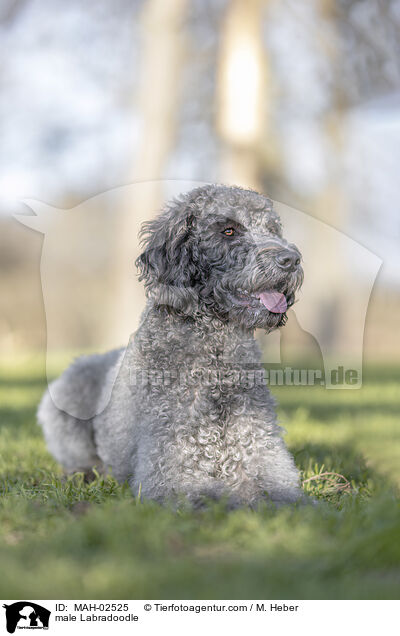 male Labradoodle / MAH-02525