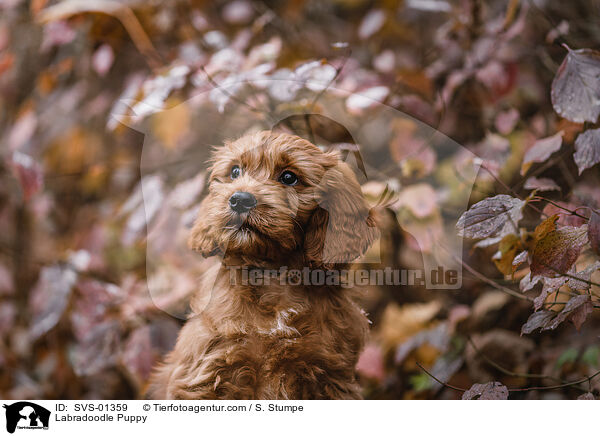 Labradoodle Welpe / Labradoodle Puppy / SVS-01359