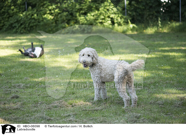 Labradoodle / HBO-06098