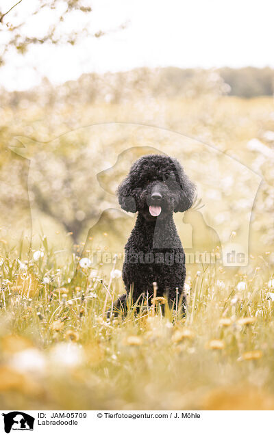 Labradoodle / Labradoodle / JAM-05709