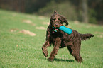 playing Labradoodle