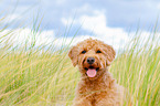 Labradoodle Portrait