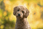 Labradoodle Portrait