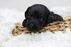 black Labradoodle Puppy