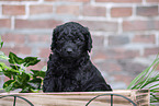 Labradoodle puppy