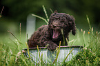 Labradoodle puppy in bucket