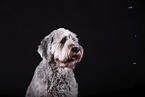 grey Labradoodle in front of black background