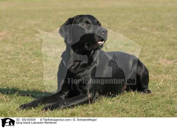 liegender schwarzer Labrador Retriever / lying black Labrador Retriever / SS-00509