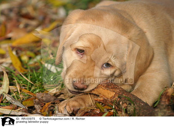 knabbernder Labrador Welpe / gnawing labrador puppy / RR-00975