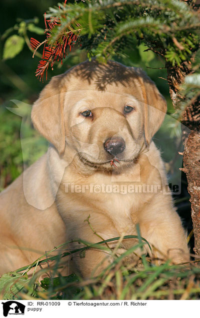 Labrador Welpe / puppy / RR-01009