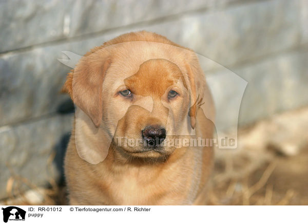 Labrador Welpe / puppy / RR-01012