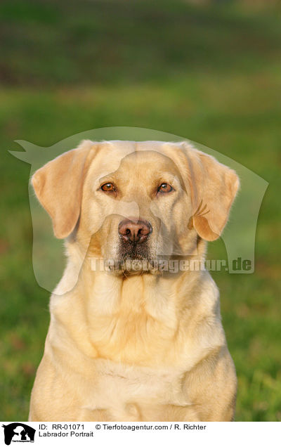 Labrador Portrait / Labrador Portrait / RR-01071