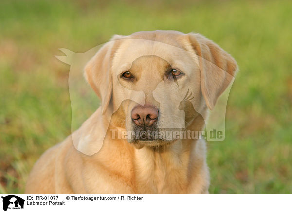 Labrador Portrait / Labrador Portrait / RR-01077