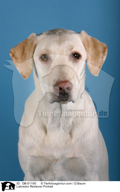 Labrador Retriever Portrait / DB-01190
