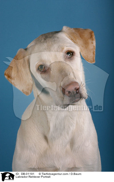 Labrador Retriever Portrait / Labrador Retriever Portrait / DB-01191