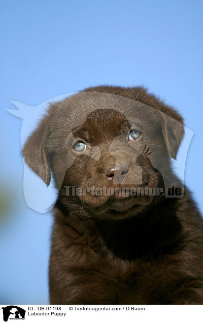 Labrador Puppy / DB-01198