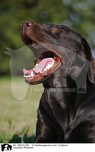 Labrador Retriever / Labrador Retriever / DB-01199