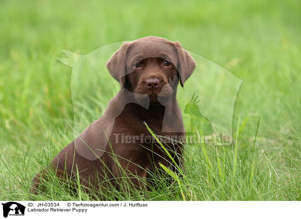 Labrador Retriever Puppy / JH-03534