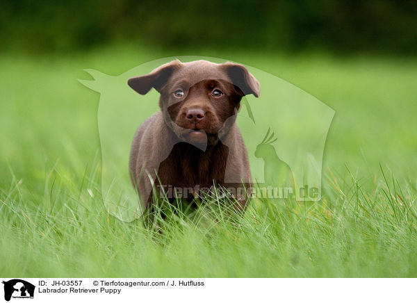 Labrador Retriever Puppy / JH-03557