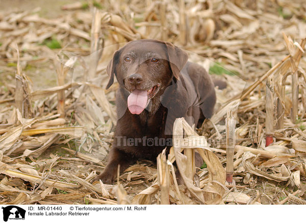 Labrador Retriever Hndin / female Labrador Retriever / MR-01440
