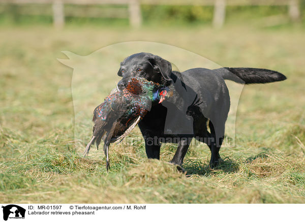 Labrador apportiert Fasan / Labrador retrieves pheasant / MR-01597