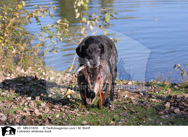 Labrador apportiert Ente / Labrador retrieves duck / MR-01600