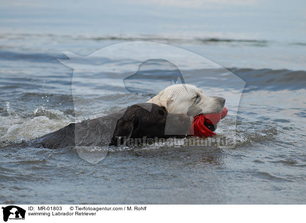 schwimmende Labrador Retriever / swimming Labrador Retriever / MR-01803