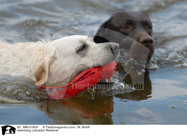 schwimmende Labrador Retriever / swimming Labrador Retriever / MR-01804