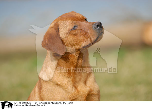 Labrador Retriever Portrait / Labrador Retriever Portrait / MR-01805