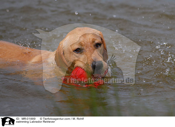 schwimmender Labrador Retriever / swimming Labrador Retriever / MR-01889